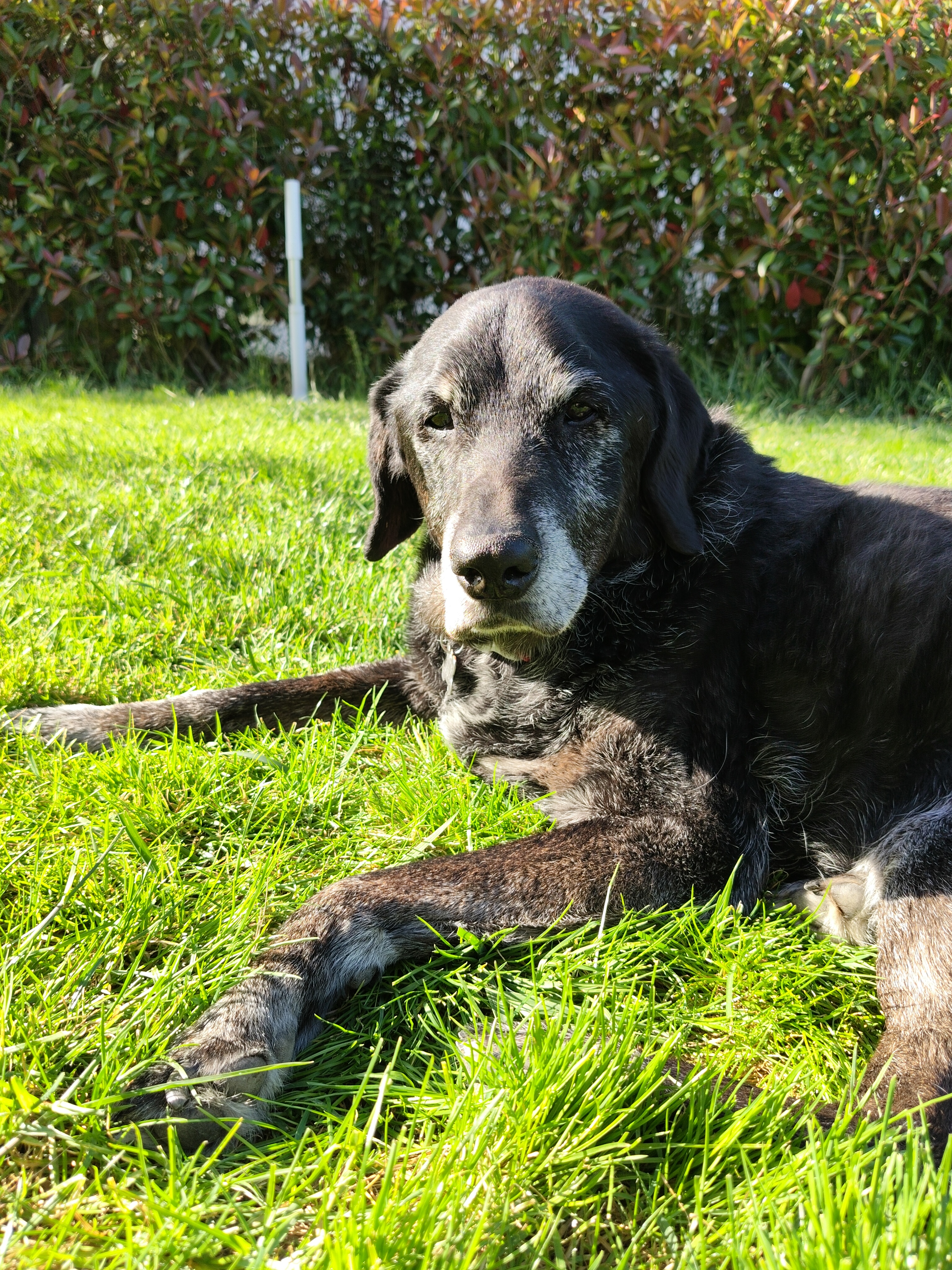Foto: Cane smarrito ad Arezzo